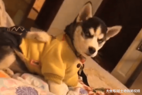 网友赶二哈下床, 它很“犀利”地看着主人: 确定要这么做?