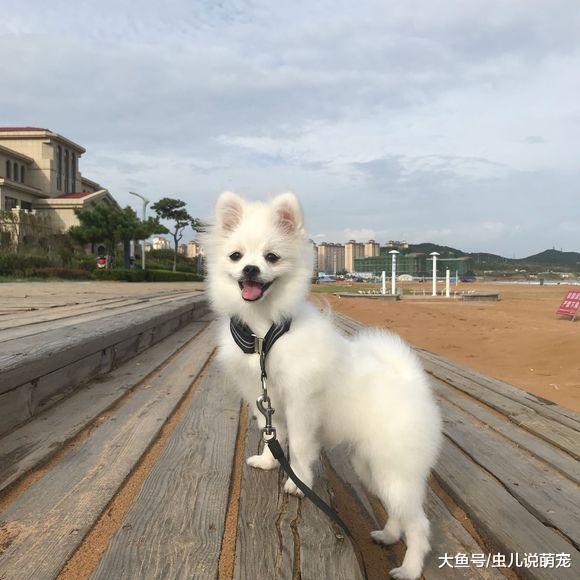 博美喜欢照镜子, 网友喜欢玩, 它每次都跟着网友出去!