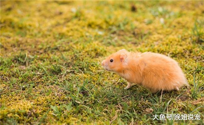 宠主带仓鼠出去散步, 路人向他走过来时, 宠主吓得叫出声