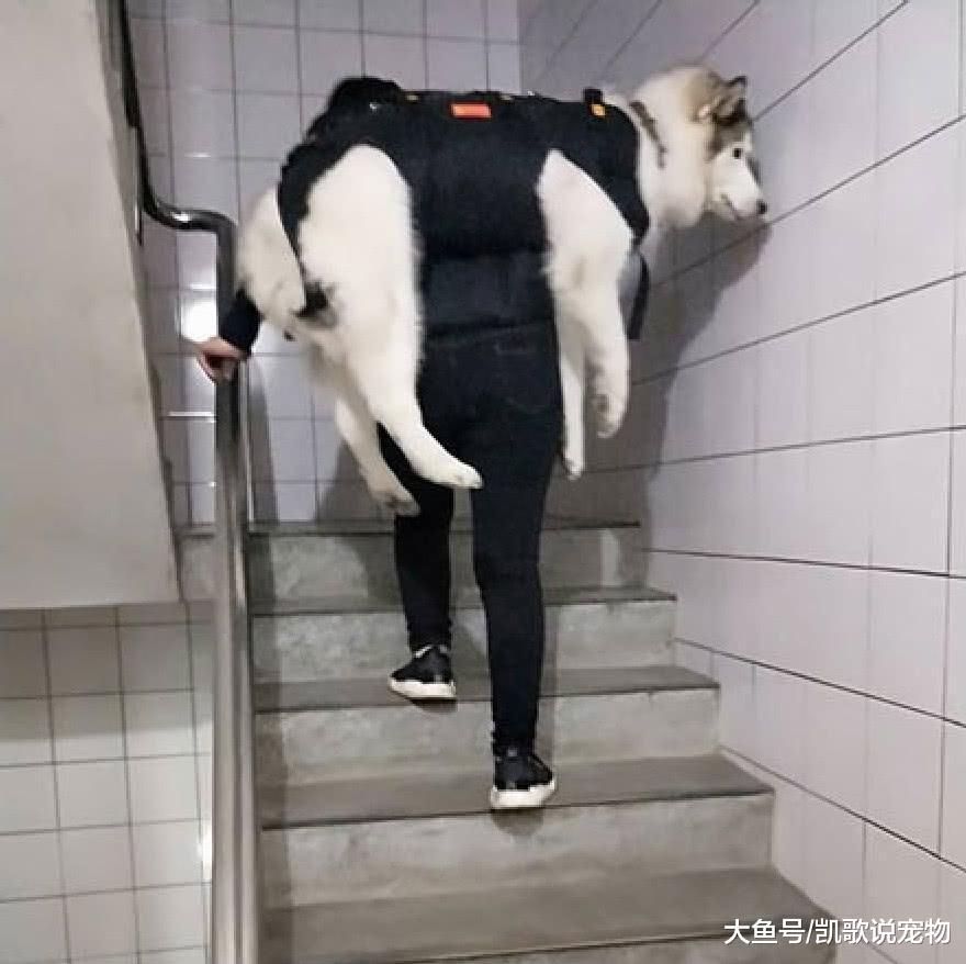 阿拉斯加吃太胖走不动路, 主人每天背它上下楼, 待遇让人羡慕
