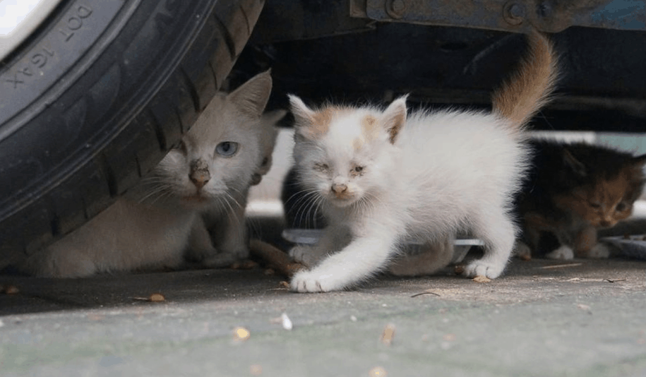 大橘猫呆在栏杆上哀鸣, 路人走近后发觉: 它在受大难!