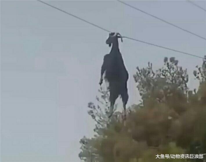 上树觅食的山羊被高压线缠住角 山羊: 还能比这更尴尬?