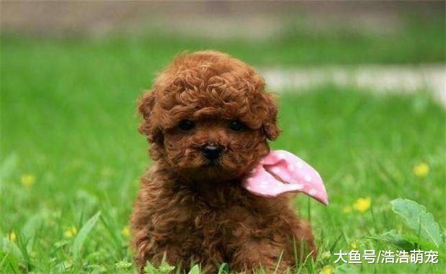 如果泰迪有下面5种表现, 说明它没把你放眼里, 它只是把你当小弟