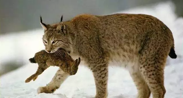 猞猁狡猾凶残, 不过再狡猾也不是猎人的对手