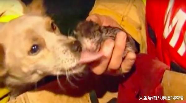 狗狗在火场里奄奄一息「死都不肯走」, 消防员把他抱起来后都动容了!