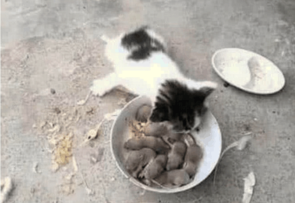 猫咪第一次面对一碗老鼠, 行为很是反常, 主人吐糟: 变异了!