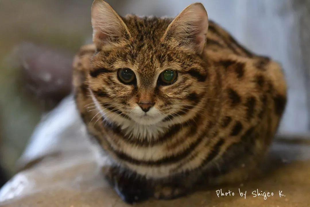 世界上最凶猛的喵星人居然是它?