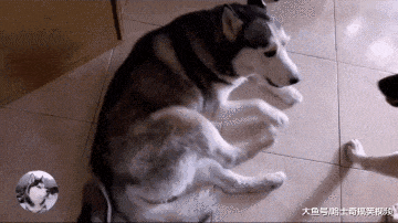 二哈堵门不让主人上班, 德牧来了也没用: 迟到原因老板信吗?