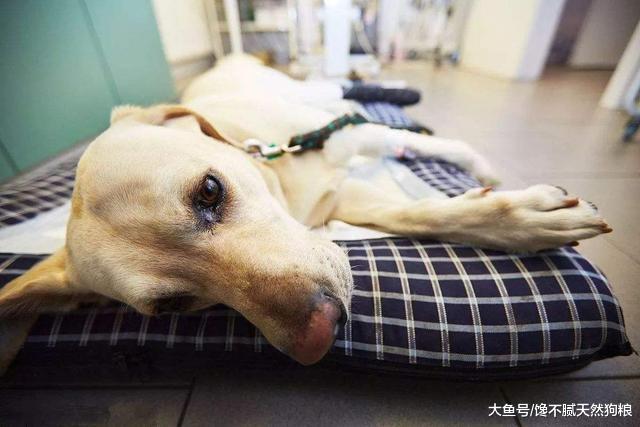 狗狗发抖只是觉得冷? 你却不知道背后的5个原因!