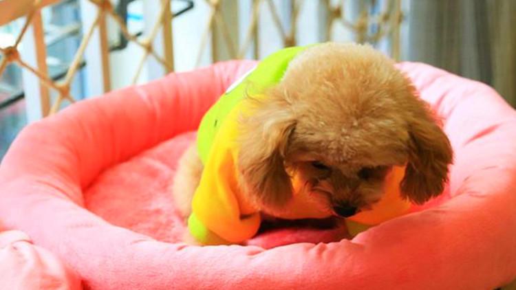 冷的不是你, 就不给狗狗穿衣服?