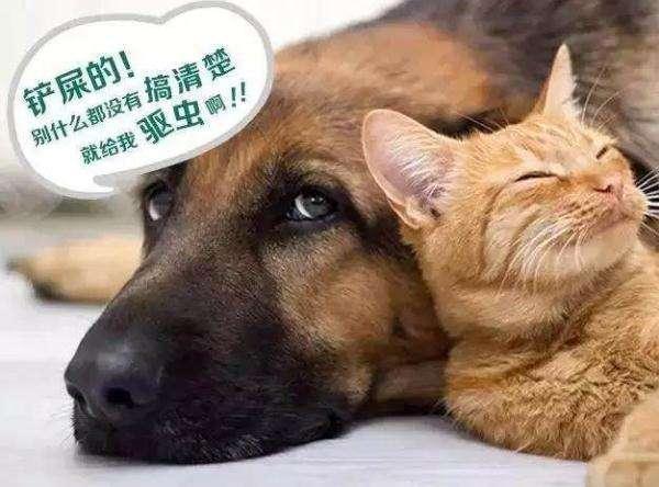 如果你在家这样给狗狗驱虫, 身体好才怪呢?