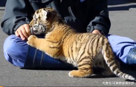 虎宝宝在饲养员怀里撒娇, 丝毫没有猛兽风范! 网友: 虎中柯基?