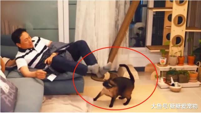 老爸听说女儿养猫, 本来超反对的, 结果到女儿家才2分钟就变脸了