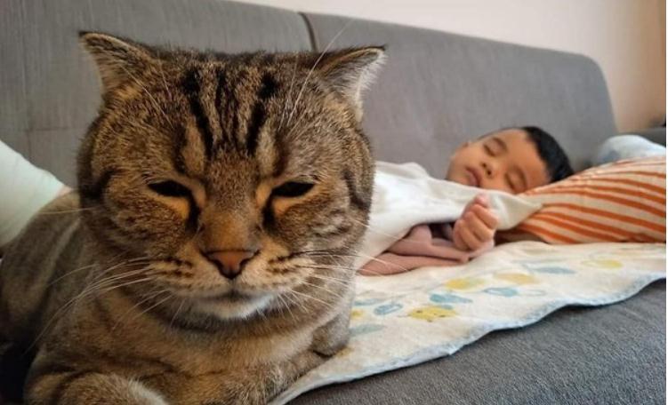 猫哥一旁照顾肠胃炎的4岁弟弟睡觉, 妈感动: 和毛孩一起生活很棒