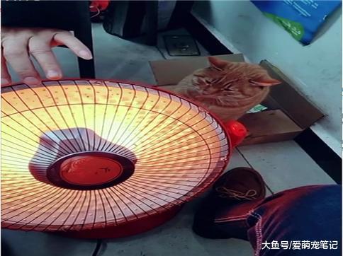 橘猫: 我不仅知道有光的一面暖和, 关键还会弄过去, 这猫咪好聪明