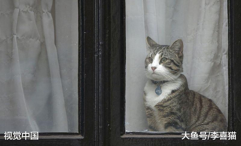 猫咪真的养不熟吗? 可别甩锅了, 猫咪是否亲人完全取决于铲屎官