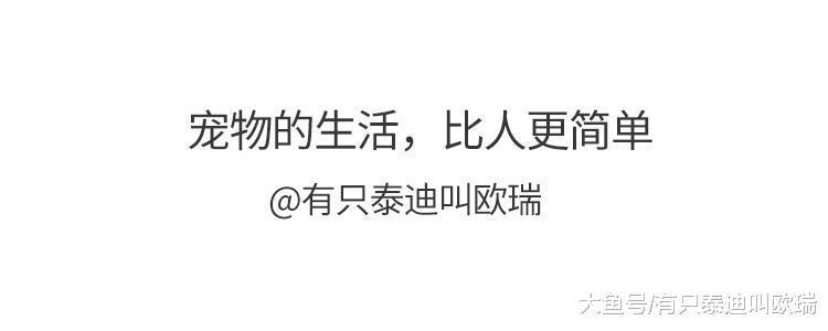 救难人员撬开海龟嘴巴, 接着拉出「一大条长长的麻绳」从胃袋最深处看到绝望!