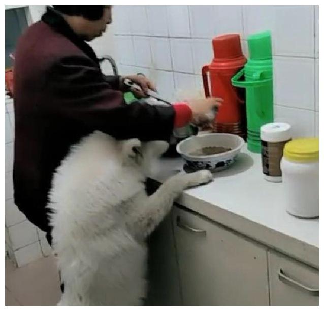 妈妈对狗狗宠得不行, 小伙自嘲: 感觉我即将从家谱上除名