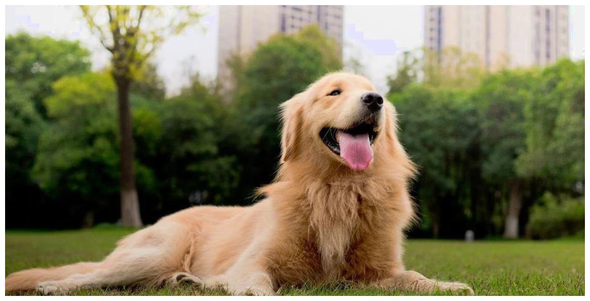 自从狗狗迷上一群小鸡, 它的生活是充实了, 可是委屈也不定时出现