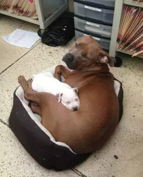 流浪狗被收养的时候, 怀里还藏着一只小狗: 我能带它一起走吗?