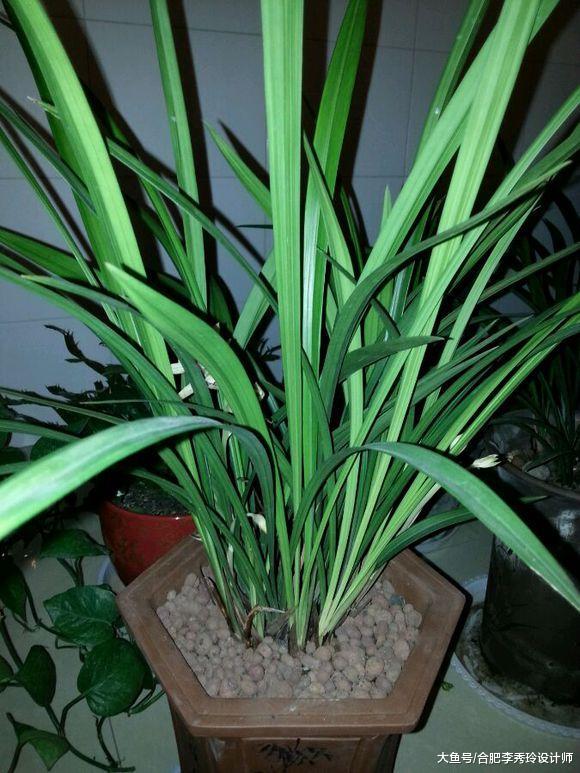 兰花烂根, 别直接剪掉啦! 外皮去掉保留营养线, 还能重新长出新根的