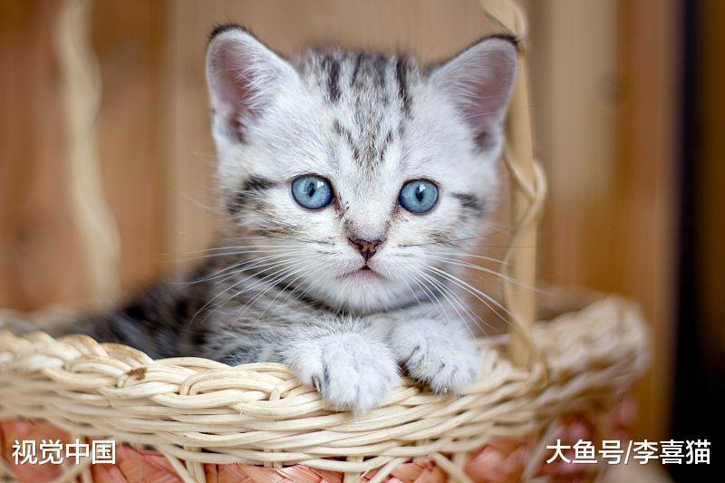 刚断奶的小猫咪肠胃功能还很差, 铲屎官在喂食方面要注意这些事情