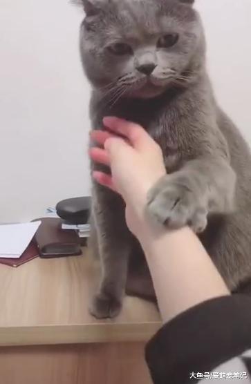 主人一直想摸猫咪的下巴, 猫: 矜持一点, 你要知道人猫授受不亲!
