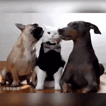 白雪公主和两只大舔狗: 如果不是真的喜欢, 谁又喜欢做舔狗呢