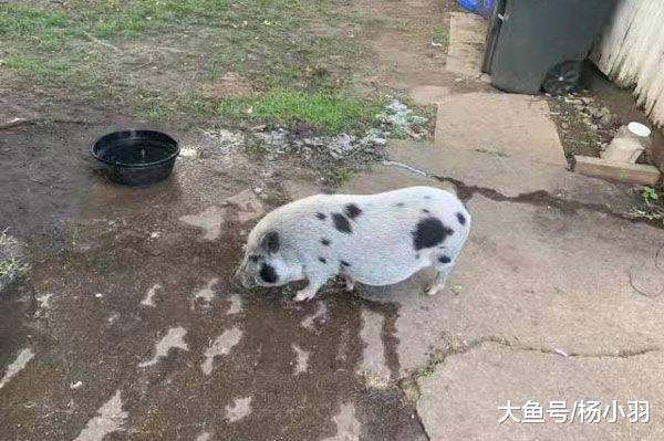 迷你猪被主人养得如同“纸片”惨遭抛弃, 到新家2个多月画风突变