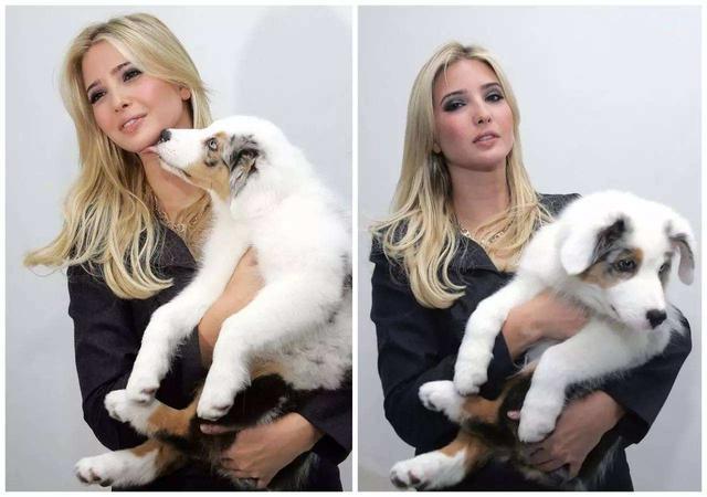 警惕: 这5个行为, 换来的只会是狗狗对你的厌恶!