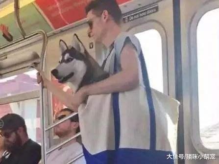 过年回家猫咪该怎么办呢? 告诉你几种方法!