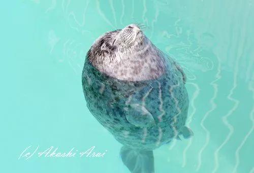 大家注意了, 毛绒绒的海豹这次又来抱团卖萌了