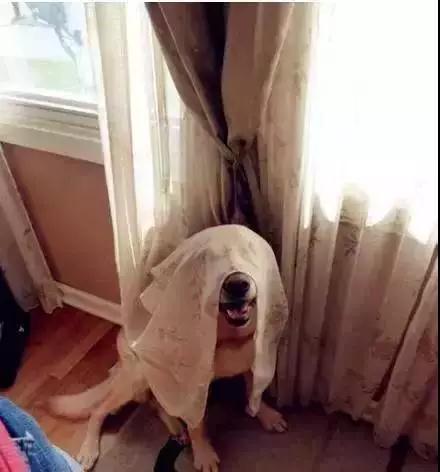 跟狗狗玩捉迷藏, 感觉智商受到了侮辱!