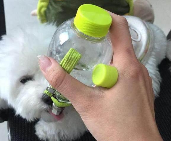 比熊这样养, 养了3年都没泪痕! 分享一位资深铲屎官的养狗秘诀!