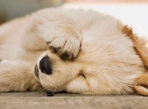 低智商的狗狗, 会做出的一些行为, 你知道多少?