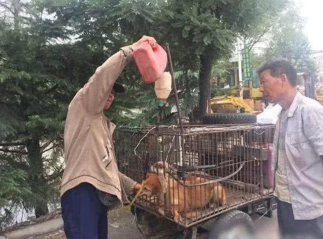 黑心狗贩子! 为了多赚几百元, 给狗狗灌水灌到吐血!