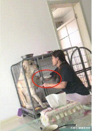 拉拉犯错后, 主人上去就是一巴掌, 瞬间把它给打懵了: 我做错啥了