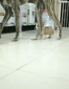 当柯基遇到灵缇后.