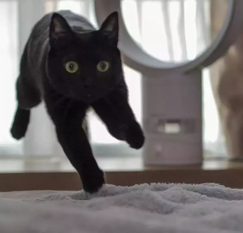 飞翔吧, 喵星人