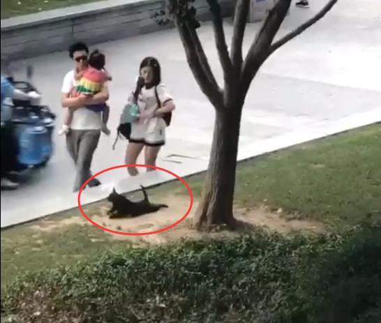 流浪狗为了刚刚生下几只狗崽子有口吃的, 一直在表演讨吃的!