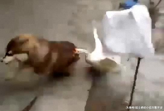 就因为狗狗在脚滑了一下, 大鹅飞起来就咬, 狗狗心里苦没地方说啊