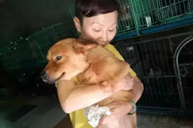 七旬老人为救猫狗, 低头求人, 辛酸救助看哭众人...
