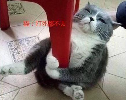 主人想带猫咪遛弯, 猫抱着椅子死不撒手, 小表情亮了, 笑哭主人
