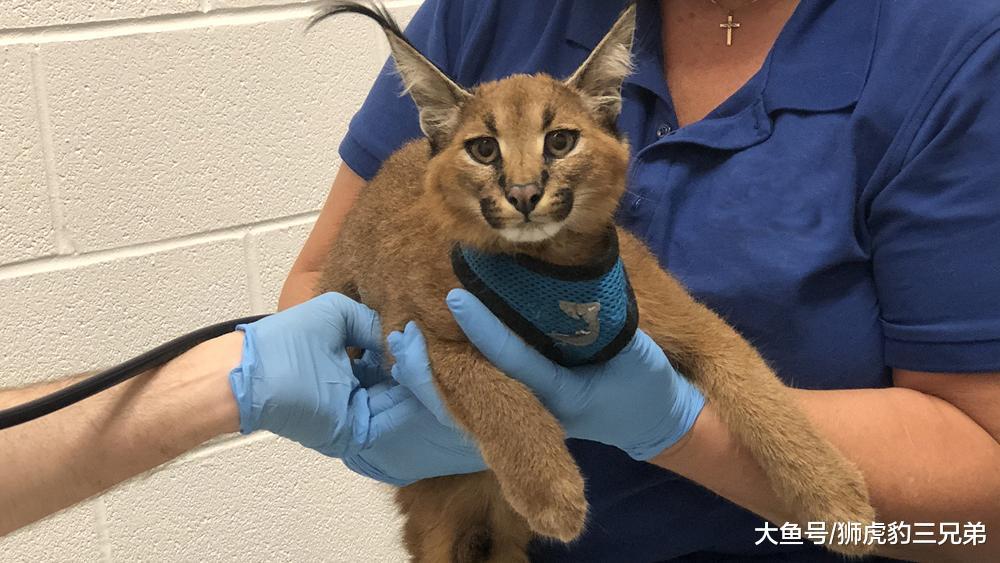 这种猫科动物十分挑食, 最爱吃鸟, 被称为“草原独行侠”