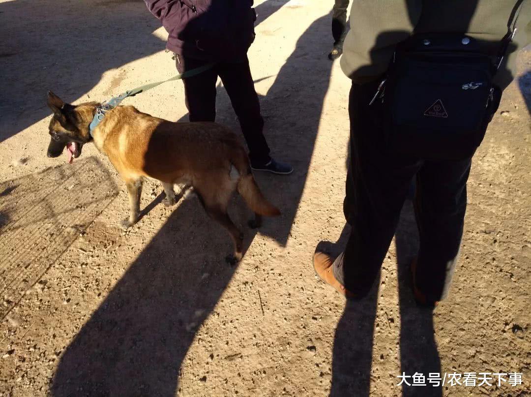 商贩卖优质成年马犬, 开价900元带绳, 买家提出700元收购!