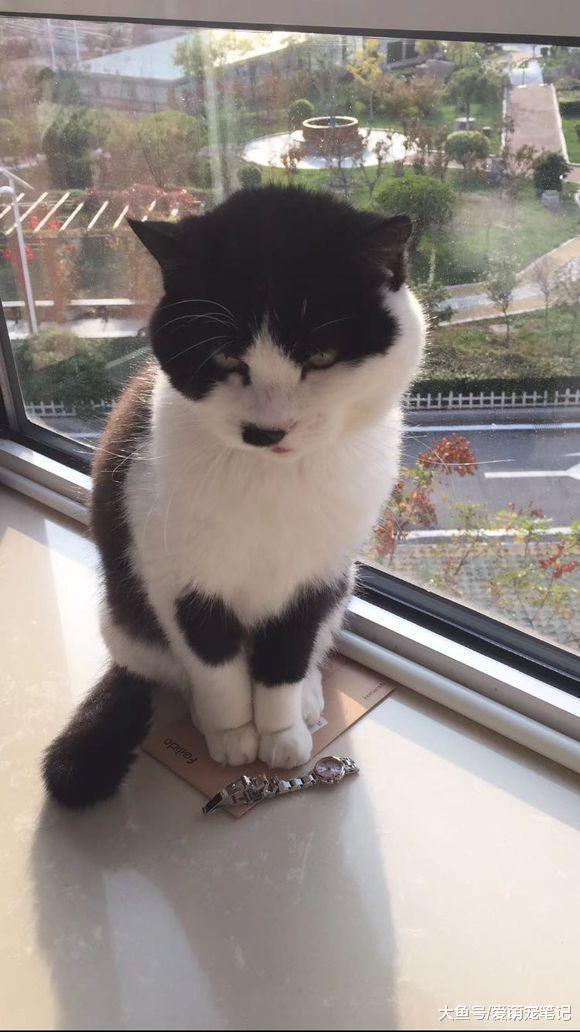 陪伴了十一年的奶牛猫, 肾衰竭去世之前, 眼神里流露出满满的不舍