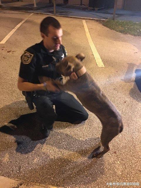 狗狗受伤无助的坐在路中央, 超暖心警察葛格们的做法, 让所有人鼓掌叫好! ! !