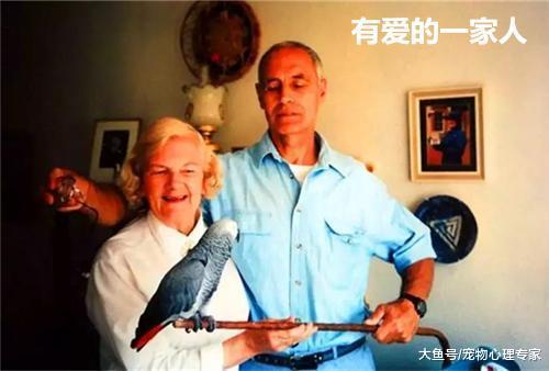 55岁的鹦鹉半夜说了声再见, 主人没有在意, 竟错过了它最后的道别