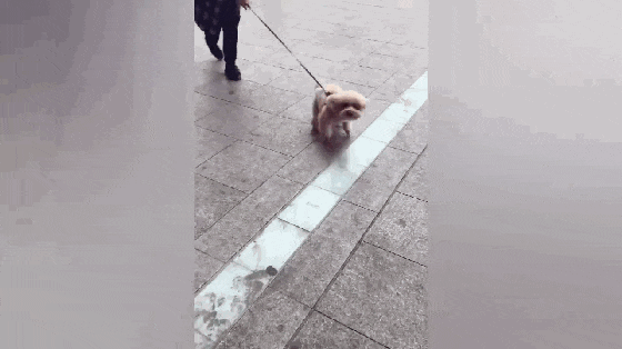 主人外出半年回家, 朋友带泰迪去迎接, 狗子兴奋地欢蹦乱跳……