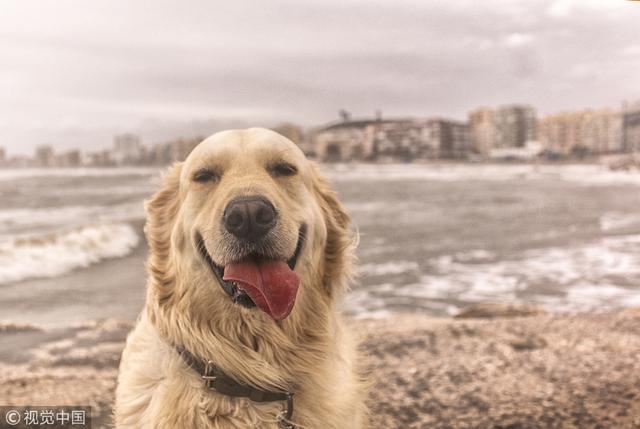 想养金毛的提高警惕了! 别让金毛的常见病成为你的噩梦!